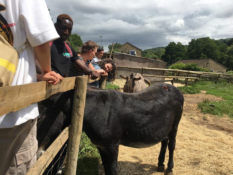 four people leaning over a fence to look at a donkey